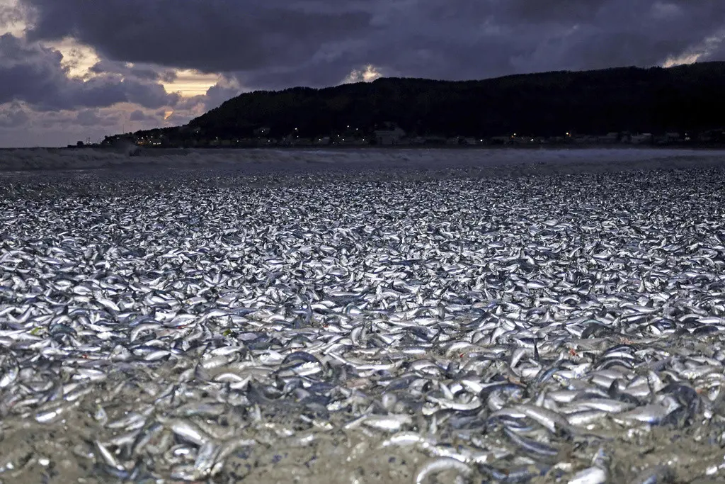 Sardinas y macarela saturan una playa en Hakodate, en Hokkaido, en el norte de Japón el jueves 7 de diciembre de 2023. (Kyodo News vía AP)