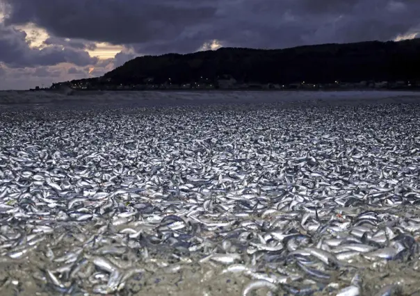 Miles de toneladas de sardinas muertas invaden playa en el norte de Japón: ¿Cuál es la causa?