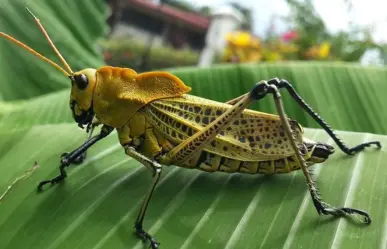 Atemoriza plaga de langostas en Mérida ¿Se acerca el fin?