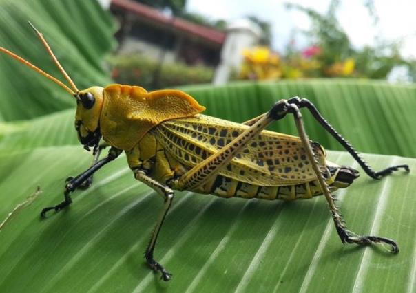 Atemoriza plaga de langostas en Mérida ¿Se acerca el fin?