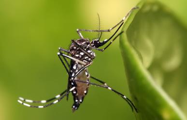 Emite Salud recomendaciones para prevenir el dengue