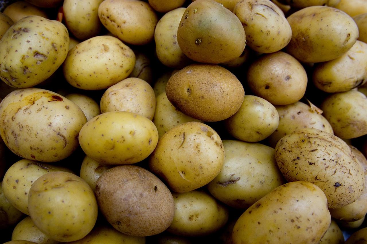 La papa, originaria de la región de los Andes sudamericanos, ha sido un alimento fundamental desde hace siglos. Foto: FAO