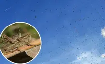 Combaten la primera plaga de langostas en Yucatán en tres años