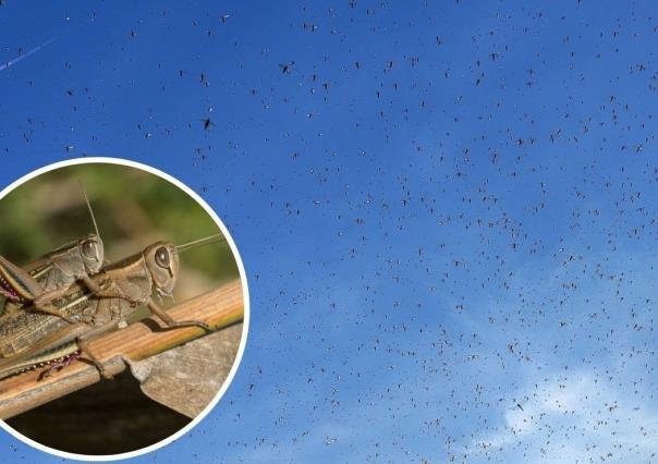 Combaten la primera plaga de langostas en Yucatán en tres años