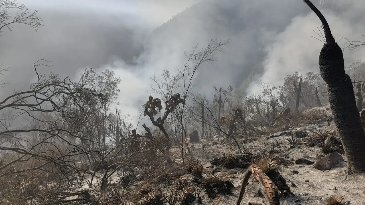 Tamaulipas continúa perdiendo sus bosques