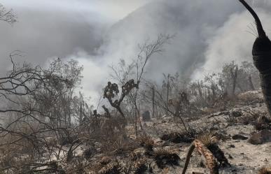 Tamaulipas continúa perdiendo sus bosques