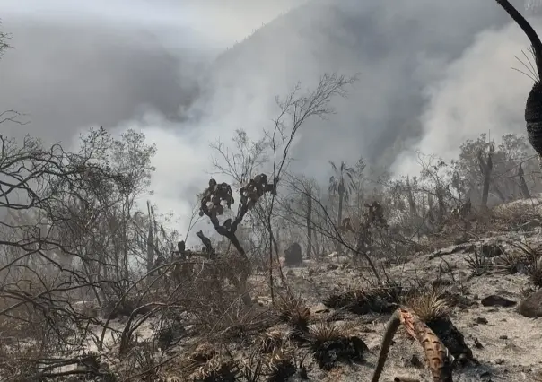 Tamaulipas continúa perdiendo sus bosques