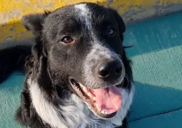 Hallan al perrito Poncho: ¿Cómo fue su secuestro y rescate?