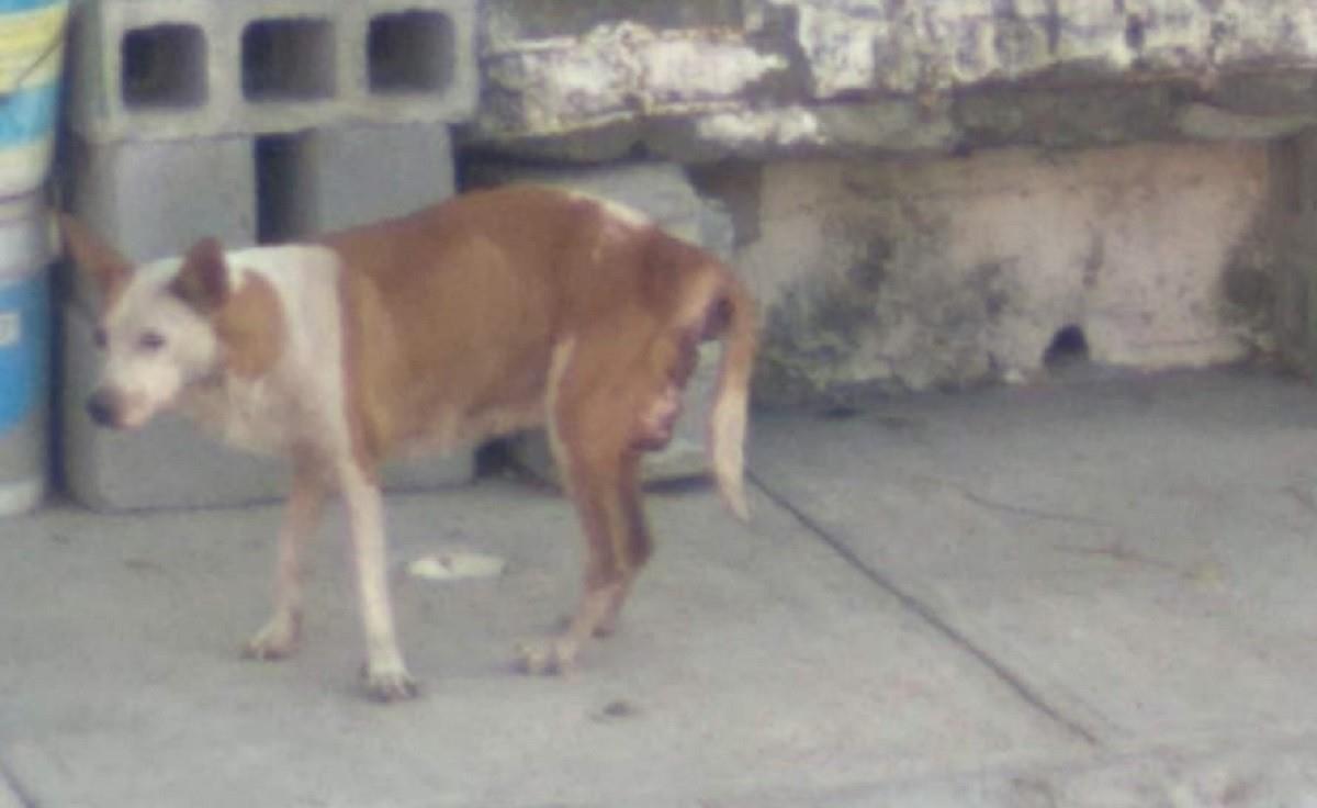 Un hombre identificado como Gustavo Matías San Agustín, de 35 años, mató a su perrita a pedradas en la colonia La Alianza, en Monterrey. Foto: Pablo González