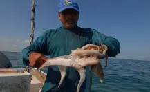 Pescadores yucatecos enfrentan una mala temporada de captura de pulpo