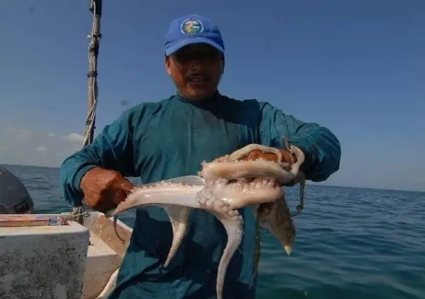 Pescadores yucatecos enfrentan una mala temporada de captura de pulpo