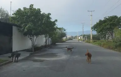 Lanza SEBIEN Tamaulipas la campaña: Adopta una mascota