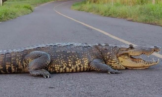 Sorprende cocodrilo a automovilistas en Veracruz