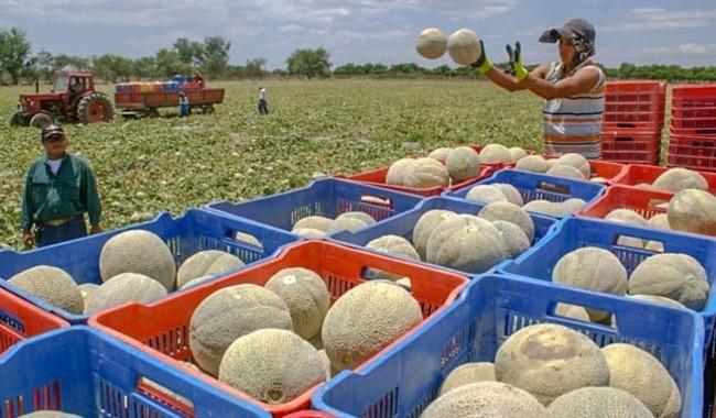 La Secretaría de Agricultura y Desarrollo Rural sigue la trazabilidad del producto en México para practicar análisis en los laboratorios del Senasica. Foto: Gobierno de México