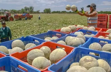 Mueren ocho en Estados Unidos y Canadá, culpan a melones mexicanos