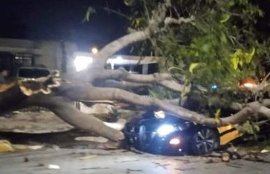 Accidente inesperado en Avenida Itzaes: Árbol cae sobre patrulla de la SSP