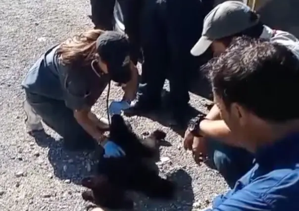 Toman medidas para preservar a los osos negros