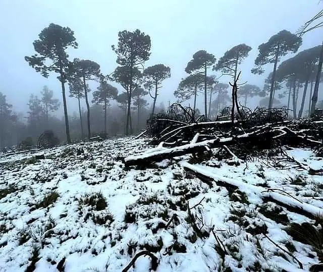 Temoaya se pinta de blanco por bajas temperaturas en el Edomex. Foto: Carlos Dávila