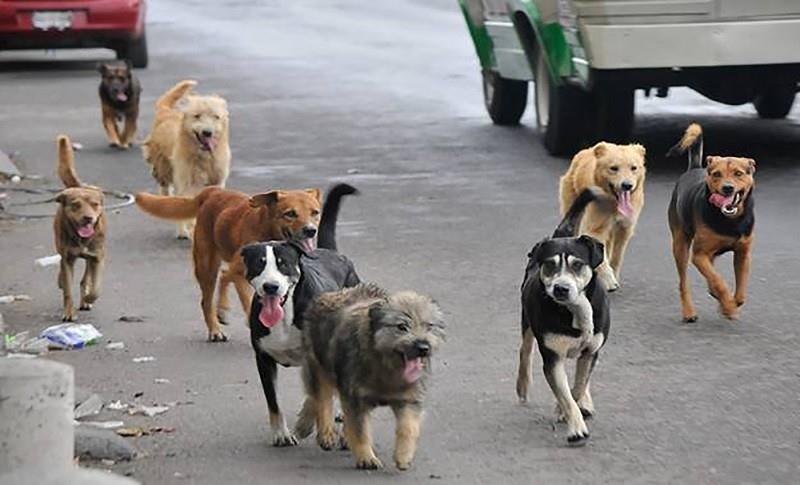 Solicitará fundación Centros de Bienestar Animal en todo Coahuila