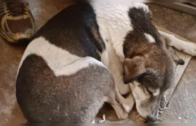 Que los lomitos y los michis no tengan frío en Valle de Chalco