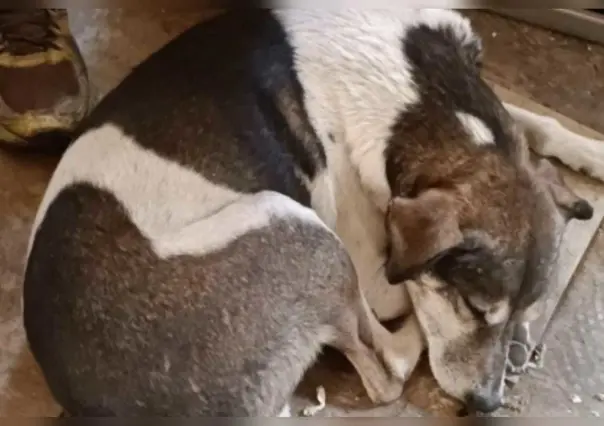 Que los lomitos y los michis no tengan frío en Valle de Chalco