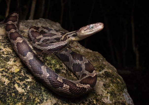 Lo muerde una serpiente y termina en hospital de Tizimín