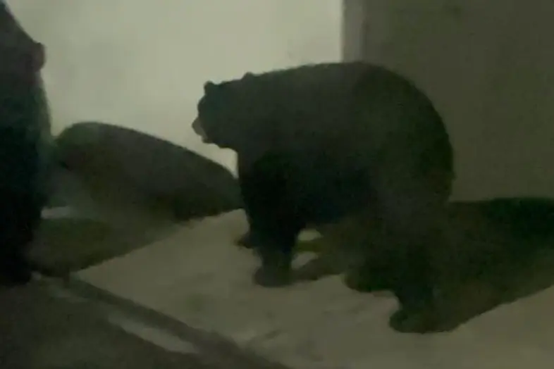 La presencia del oso en la calle Juan M. García de la colonia Mederos, movilizó a elementos de Protección Civil de Nuevo León. Foto: Raymundo Elizalde.