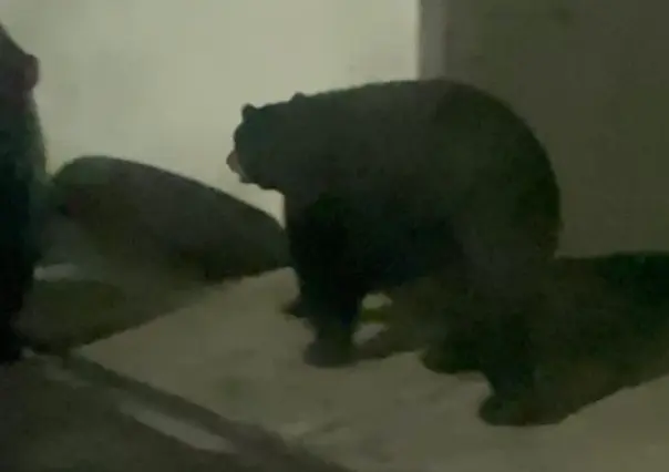 VIDEO: Captan a oso paseando por el sur de Monterrey