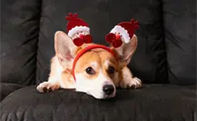 Alcaldía de Tlalpan pide no regalar animales de compañía en fiestas decembrinas Alcaldía de Tlalpan pide no regalar animales de compañía en fiestas decembrinas