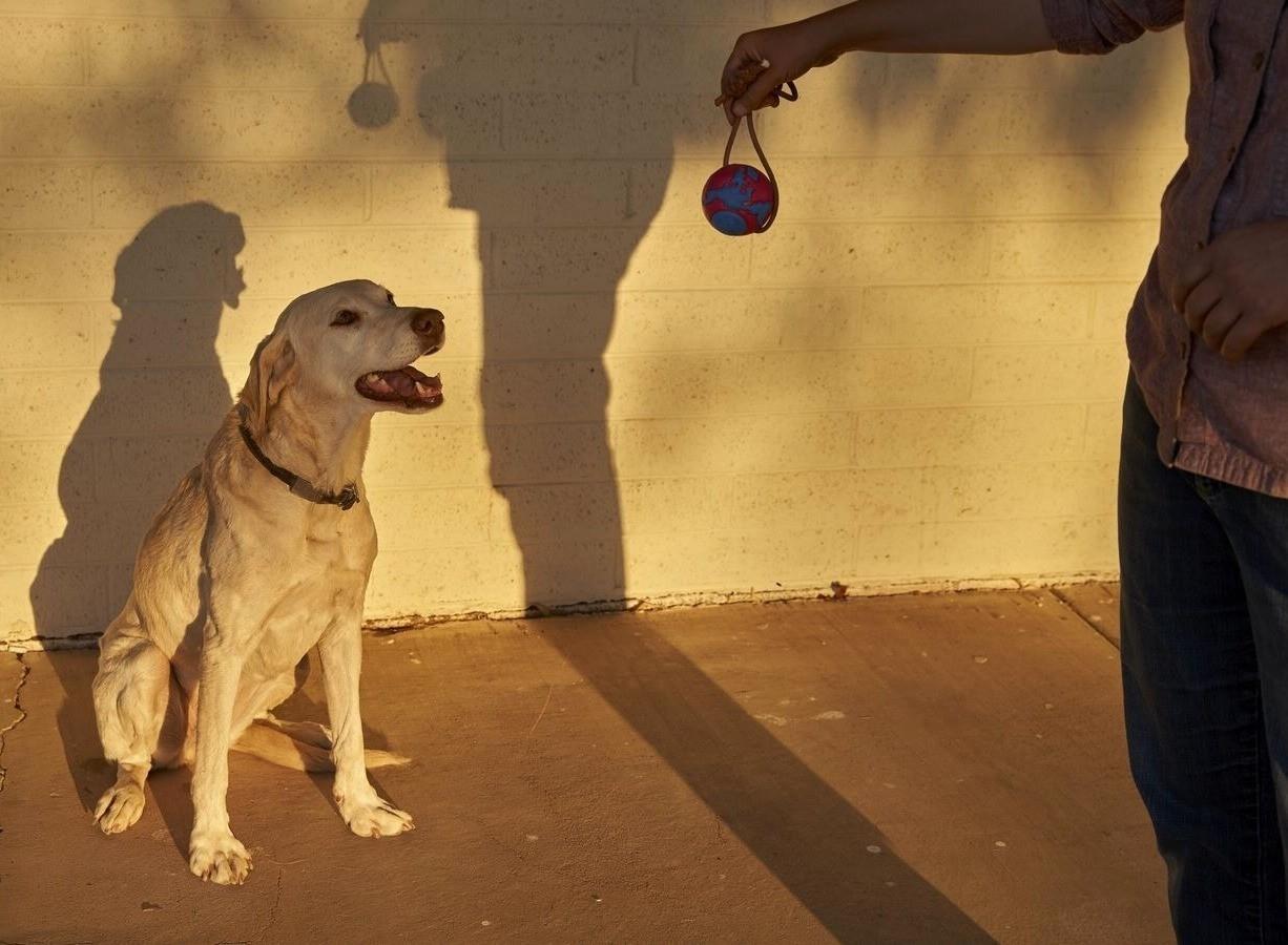 Expertos sugieren que esta conducta podría estar arraigada en la naturaleza instintiva de los perros. Foto: National Geographic.