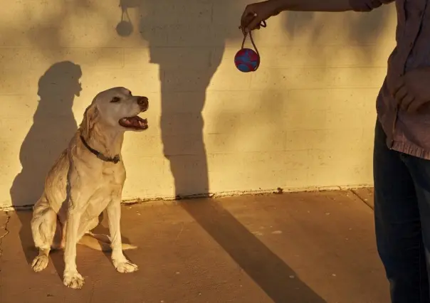 Tres cosas que los perros aman pero son asquerosas