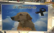 Perrito muere por culpa de la pirotecnia