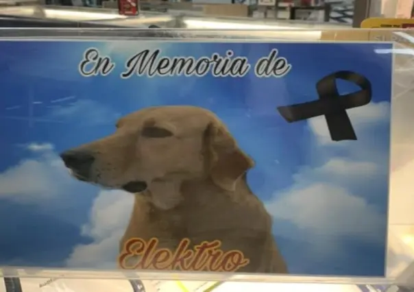 Perrito muere por culpa de la pirotecnia