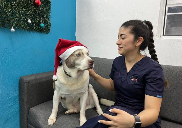 ¿Cómo proteger a tus perritos de la pirotecnia esta Navidad?