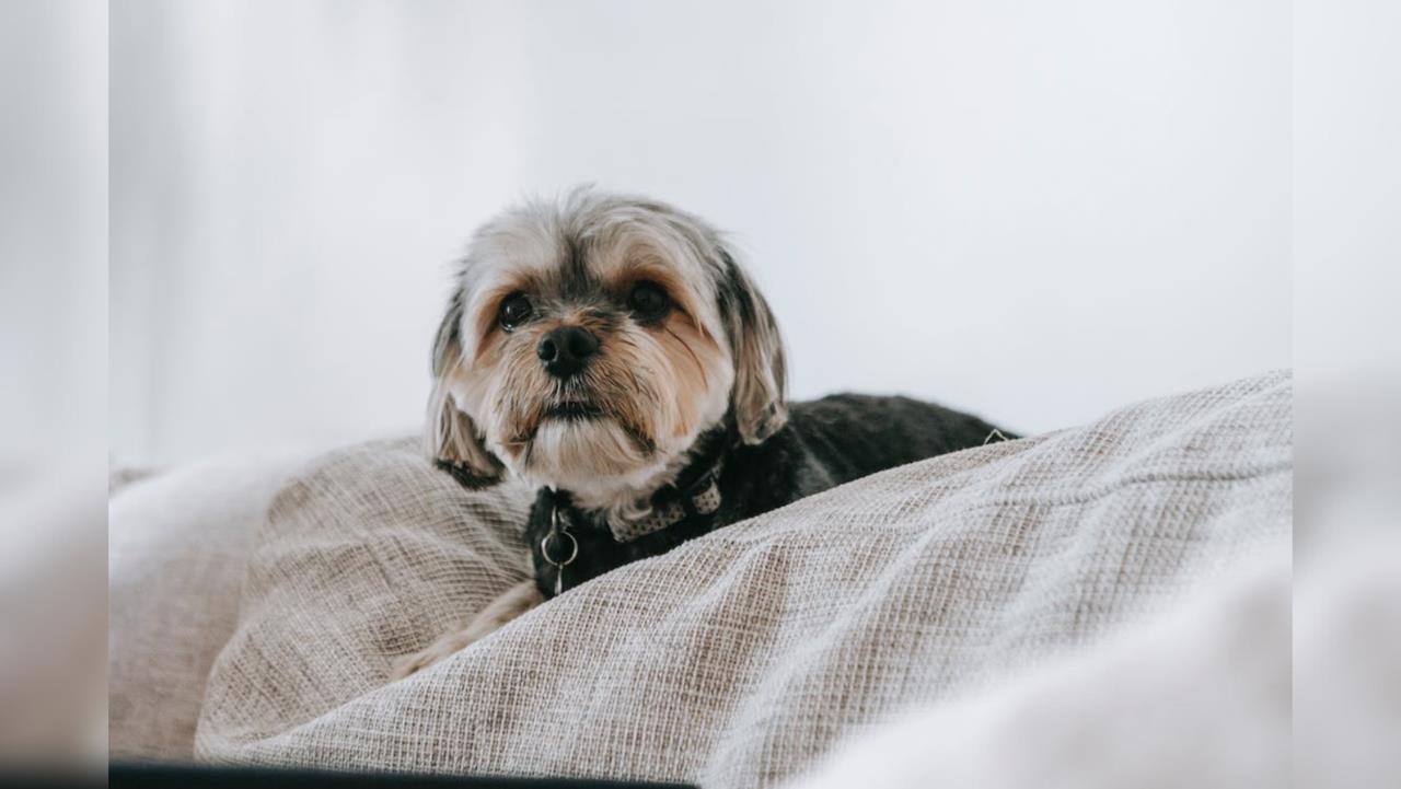 Consejos para cuidar de tus mascotas durante la temporada invernal / Foto: Sarah Chai