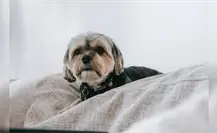 Consejos para el cuidado de mascotas en temporada invernal en Coahuila Consejos para el cuidado de mascotas en temporada invernal en Coahuila