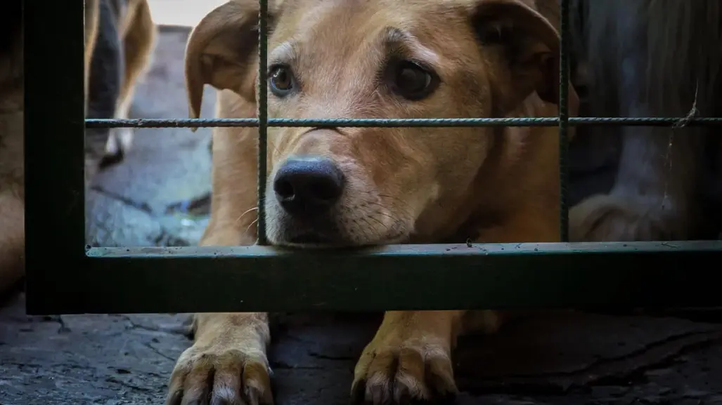 Denuncian indignante caso de maltrato animal a una perrita en Tixkokob