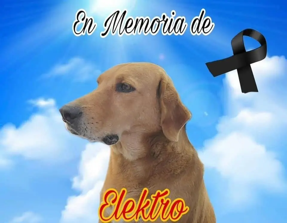 Elektro, perrito que falleció a causa de la pirtotecnia. Fotografía de Huellitas con Causa Múzquiz.