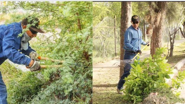 La poda puede llevarse a cabo sin necesidad de obtener un permiso de la dirección, siempre y cuando no exceda el 30 por ciento de la estructura del árbol. (Fotografía: Gobierno de Torreón)