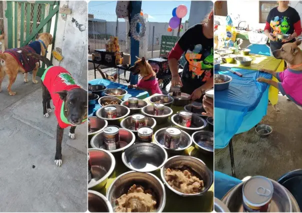 Perritos sin hogar disfrutan de su mejor posada navideña