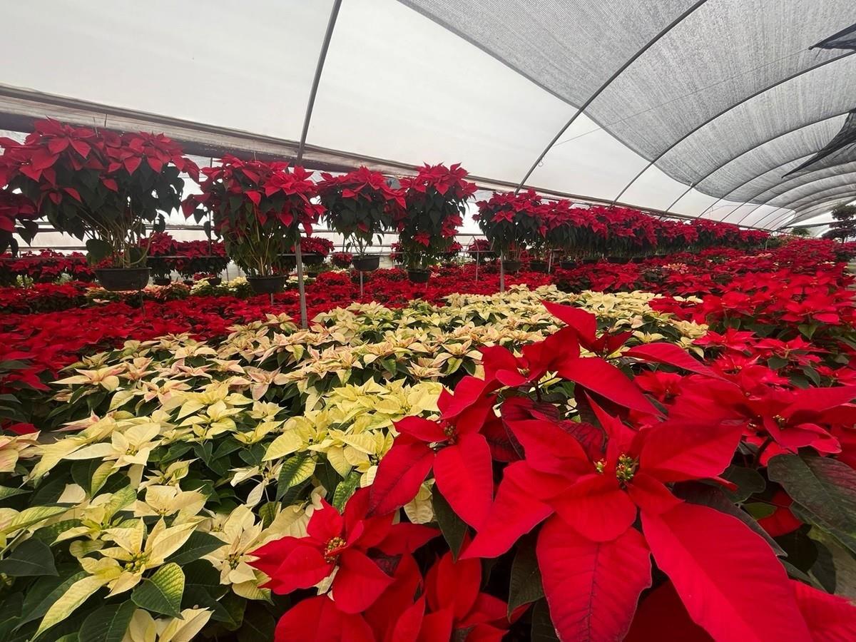 La Flor de Nochebuena es considerada el símbolo floral de la Navidad en el mundo y es originaria de México. Foto: Twitter @jorgearguellesv