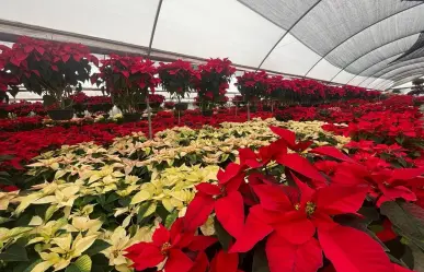 Flor de Nochebuena de México, símbolo de la Navidad en el mundo