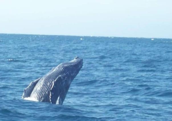 Los Cabos, destino por excelencia para avistamiento de ballenas