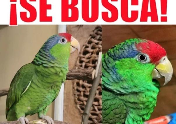 Kika, loro perdido en Apodaca: ¿Has visto a este ave?