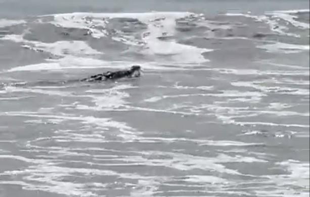 El avistamiento ocurre a unas semanas de que fuera atacado un turista de origen canadiense en dicha playa. Foto: X @estarc62.