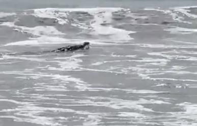 Aparece cocodrilo en playa de Zihuatanejo, Guerrero