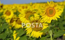 Ya abrió hoy el campo de girasoles en González