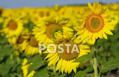 Ya abrió hoy el campo de girasoles en González