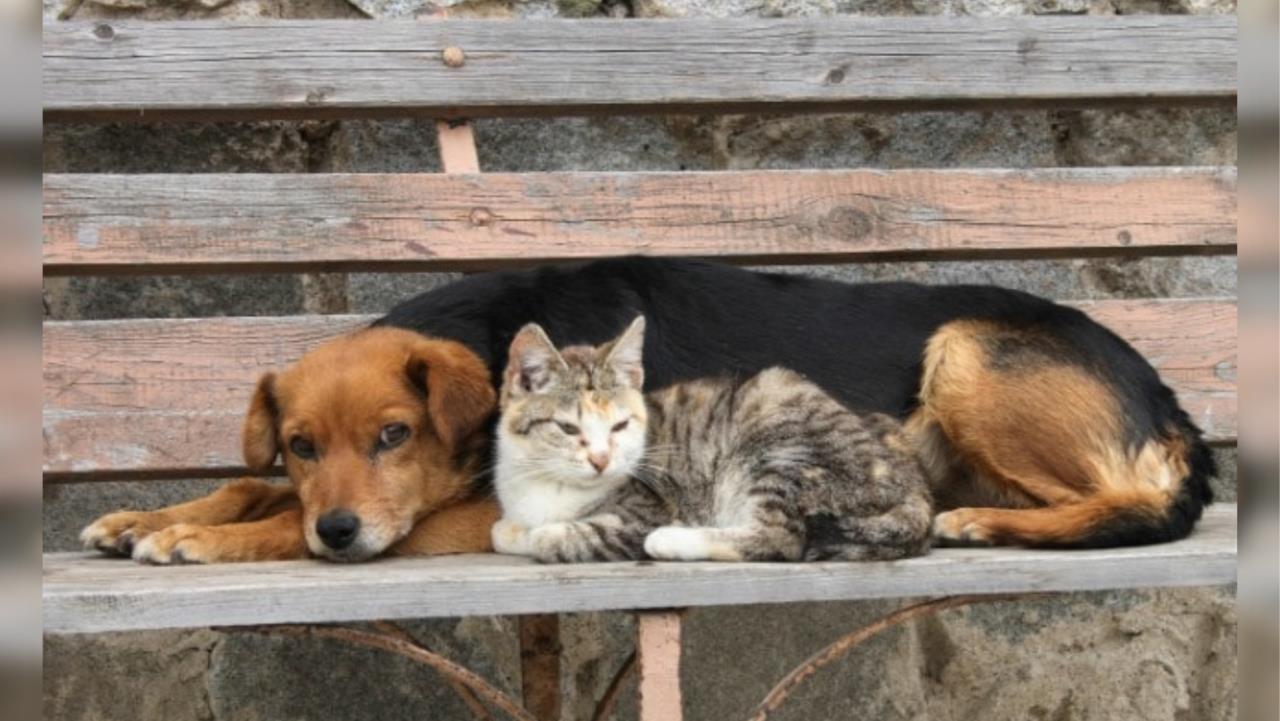 Usuarios de redes sociales reportaron la desaparición de sus mascotas a causa de la pirotecnia lanzada durante navidad / Foto: Archivo POSTA