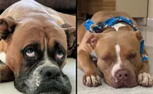 ¿Cómo cuidar a nuestras mascotas de la pirotecnia? ¿Cómo cuidar a nuestras mascotas de la pirotecnia?